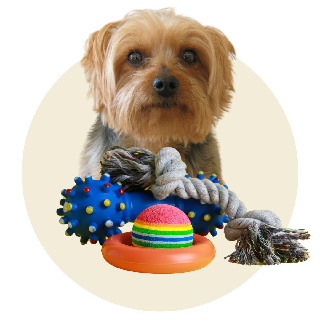 TOYS - House of Yorkie