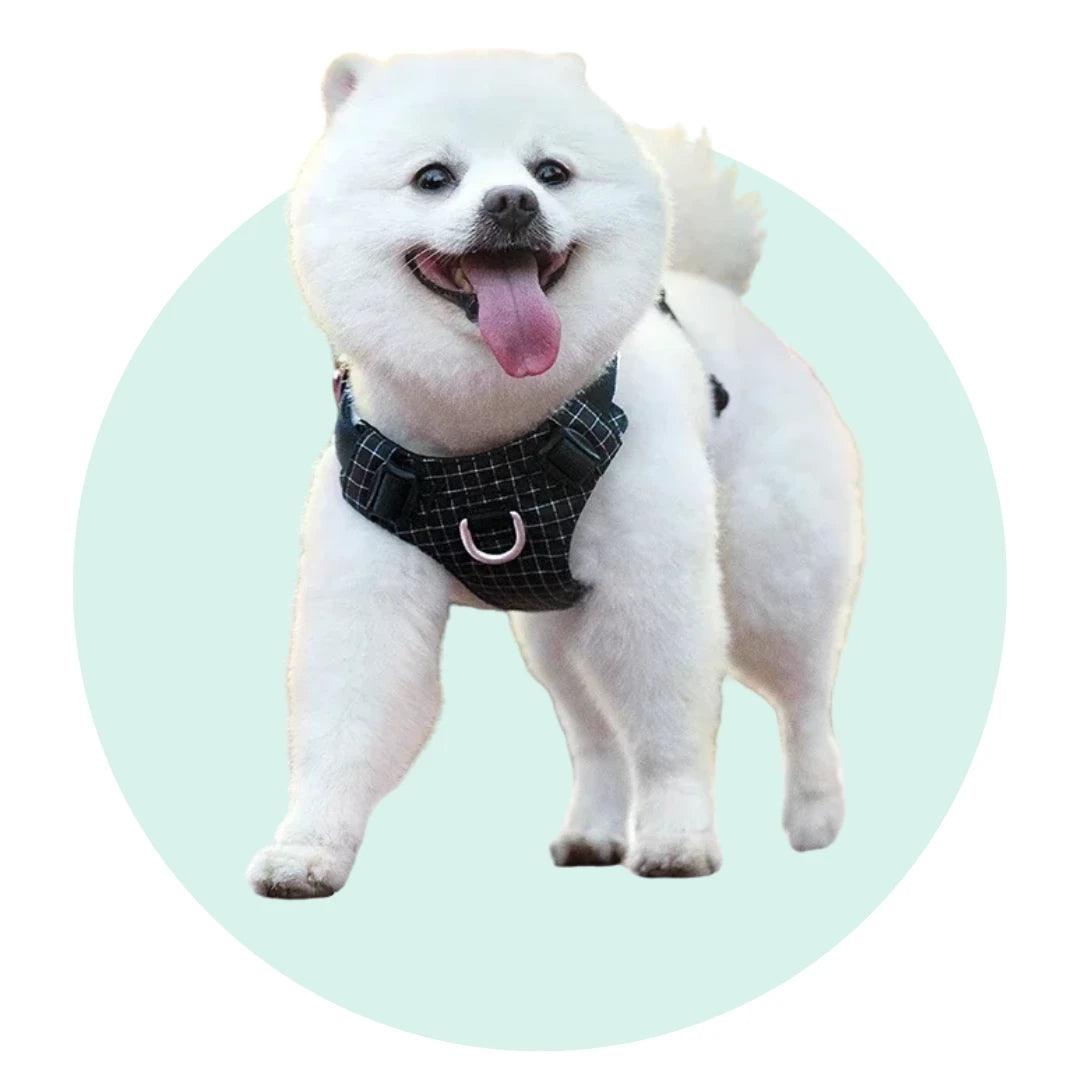 WALK - House of Yorkie